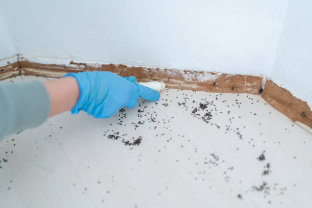 Best Mosquito Control Services  in Point Lookout, NY